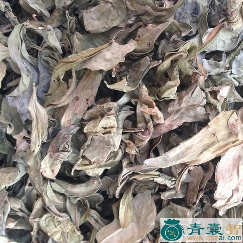 中药材山乌桕叶图片