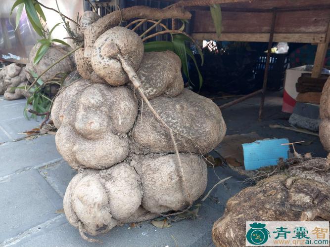 中药材山乌龟图片