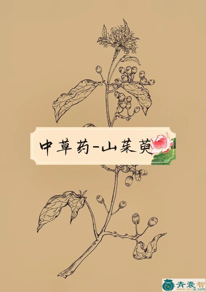 中药材山号简图片
