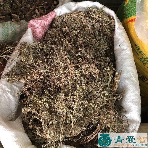 山地菍的性状性味归经以及功效用法和注意事项-青囊智