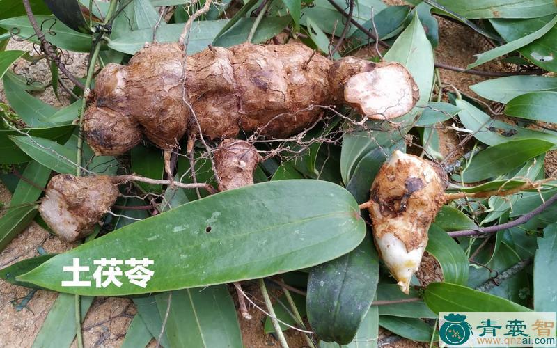 中药材山坡苓图片