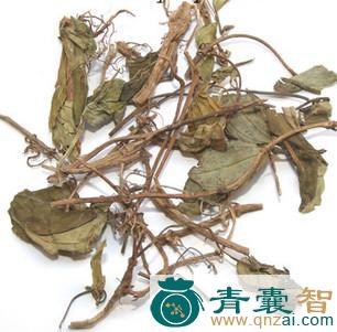 山埔盐的性味归经以及功效用法-青囊智