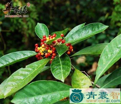 中药材山大刀图片