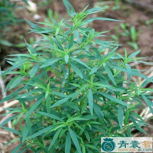 中药材山扫帚图片
