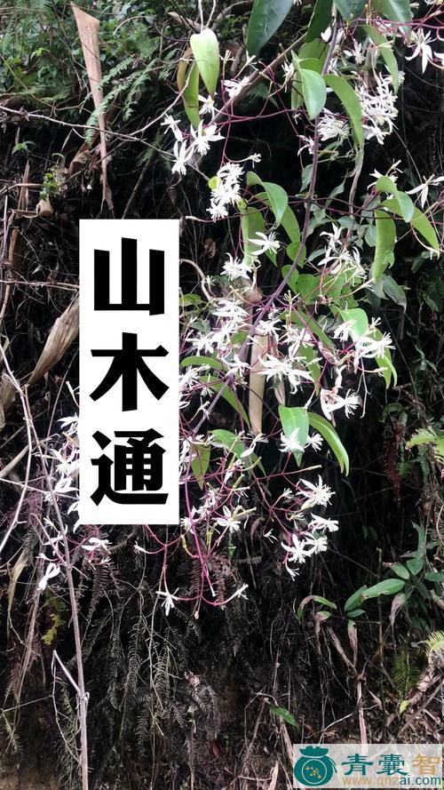 中药材山木通藤图片