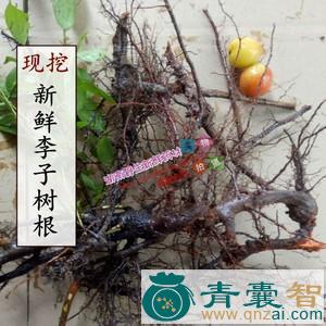 中药材山李子根图片