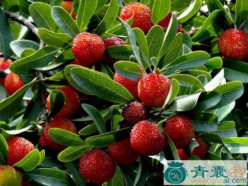 中药材山杨梅图片