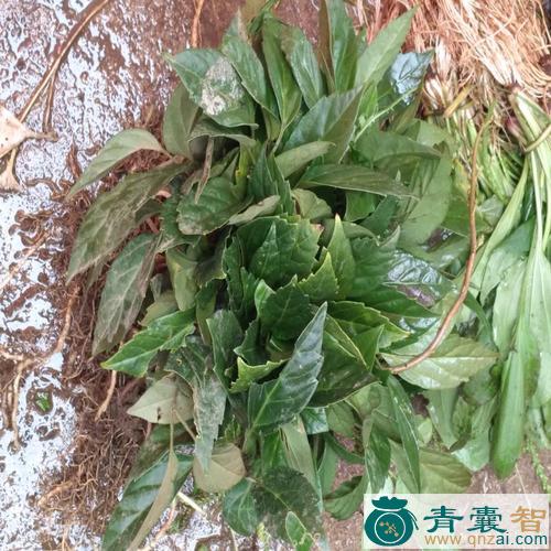 中药材山板凳图片