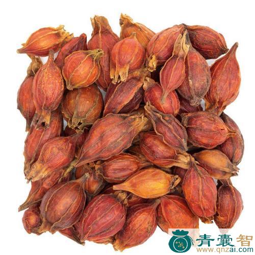 中药材山枝子图片
