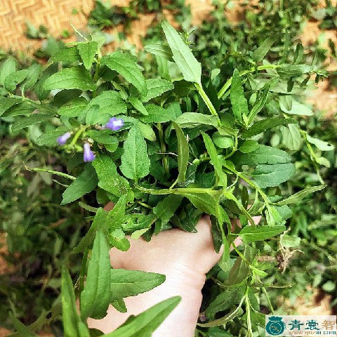 中药材山枝莲图片