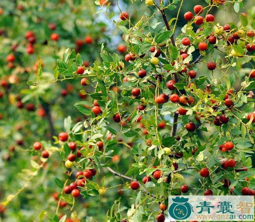 中药材山枣树图片