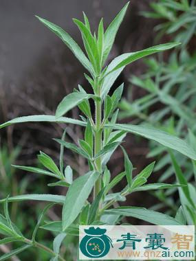 中药材山柳叶菜图片