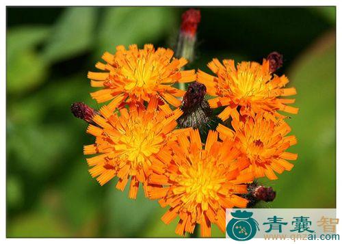 中药材山柳菊图片
