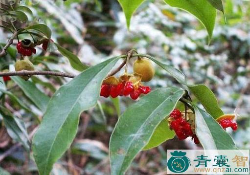中药材山栀茶图片