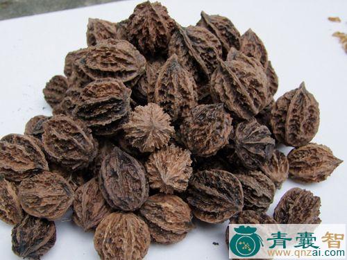 山核的以及功效用法-青囊智