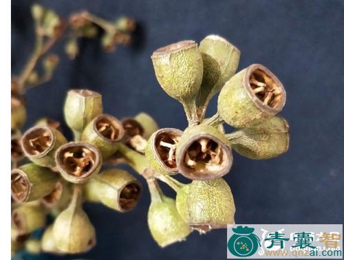 中药材山桉果图片