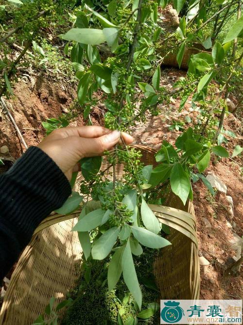 中药材山椒草图片