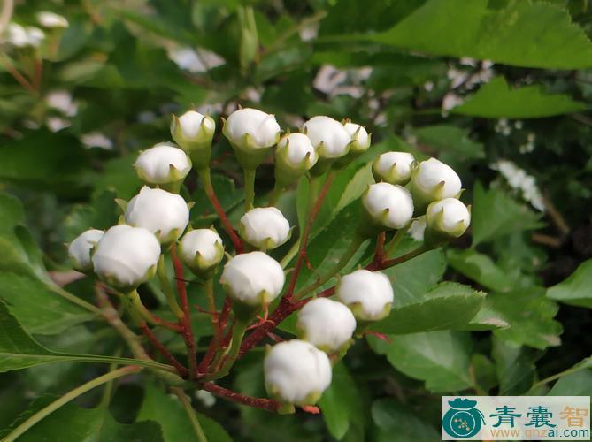 中药材山楂花图片