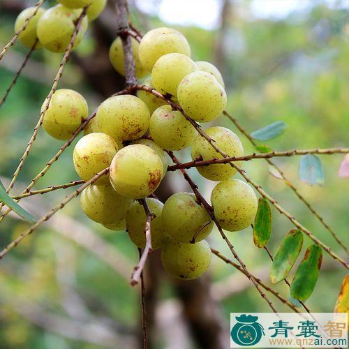 中药材山油柑果实图片