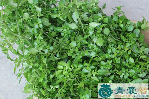 中药材山油菜图片