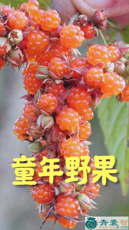 中药材山泡泡图片