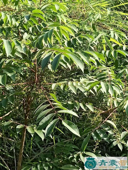 中药材山漆树图片