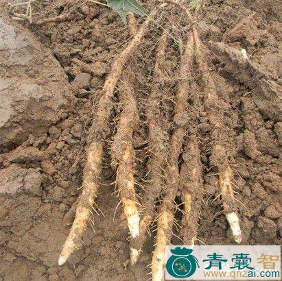 中药材山焦根图片