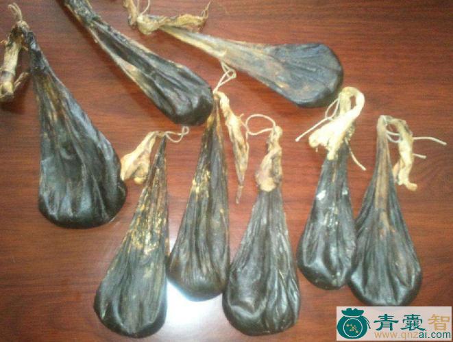 中药材山熊胆图片