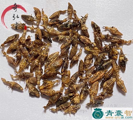 中药材山牛图片