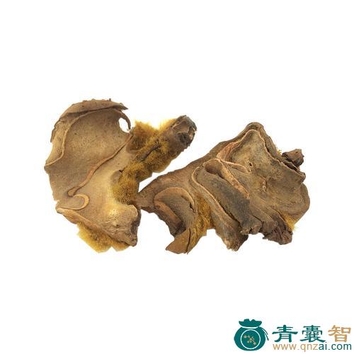 山狗善的性状性味归经以及功效用法和注意事项-青囊智