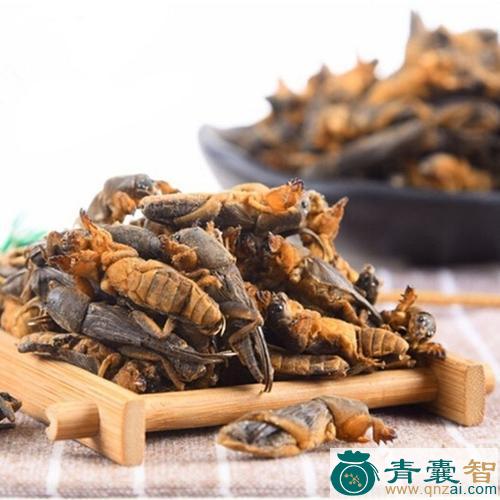 中药材山狗差图片