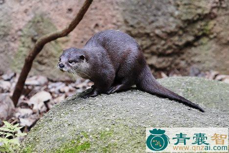 山獭的性味归经以及功效用法-青囊智