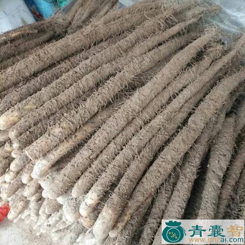中药材山王麻图片