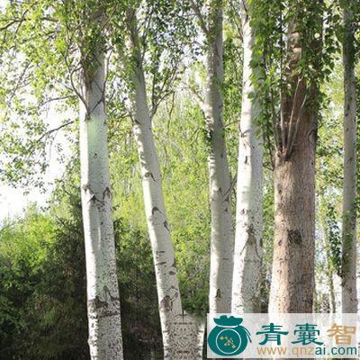 中药材山白龙图片
