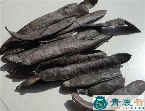 山皂荚的性味归经以及功效用法-青囊智