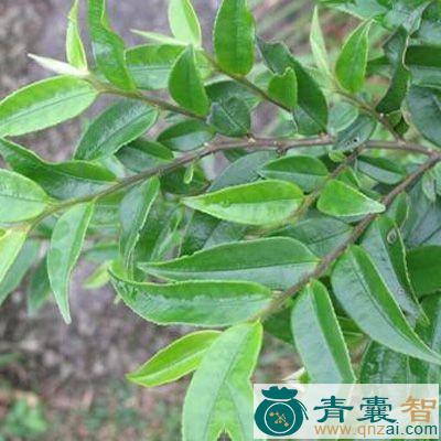 中药材山禾串图片