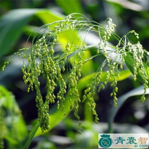 中药材山稷子图片