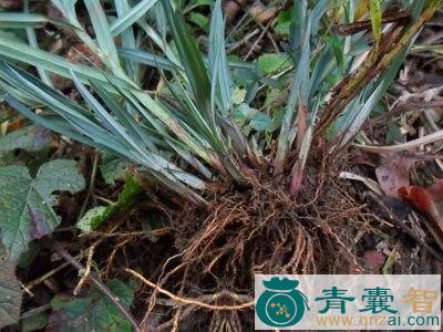 山红稗的性味归经以及功效用法-青囊智