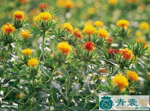 中药材山红花图片