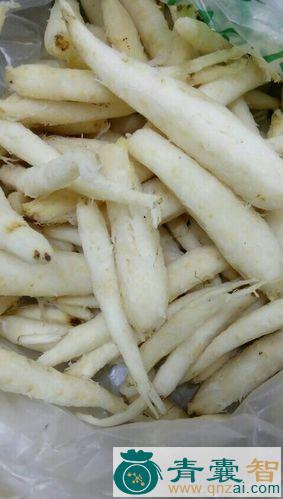 中药材山红萝卜图片