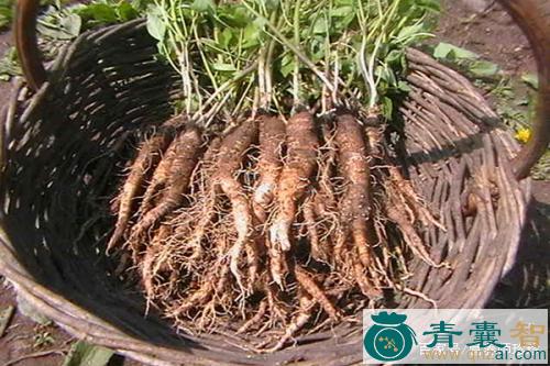 中药材山红萝卜根图片
