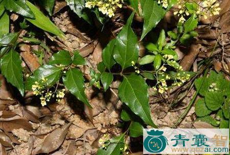 中药材山绿柴图片