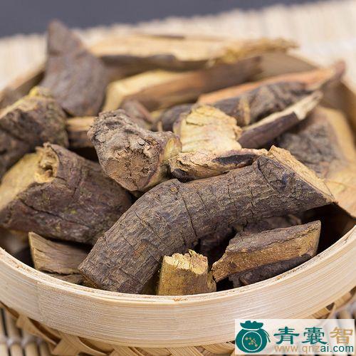 中药材山绿篱根图片