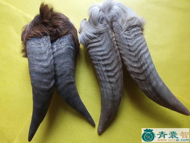 山羊头的性状性味归经以及功效用法-青囊智