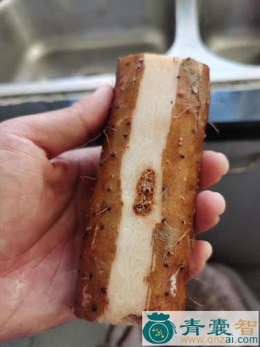 中药材山胡烂图片