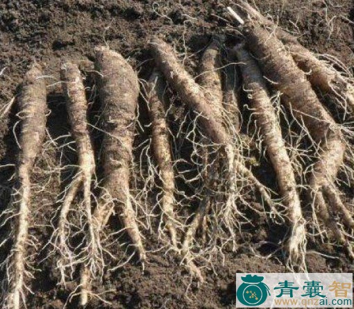 中药材山胡萝卜图片
