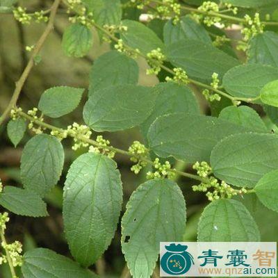 中药材山脚麻图片