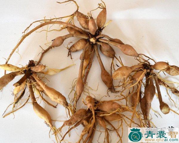 中药材山膀胱图片