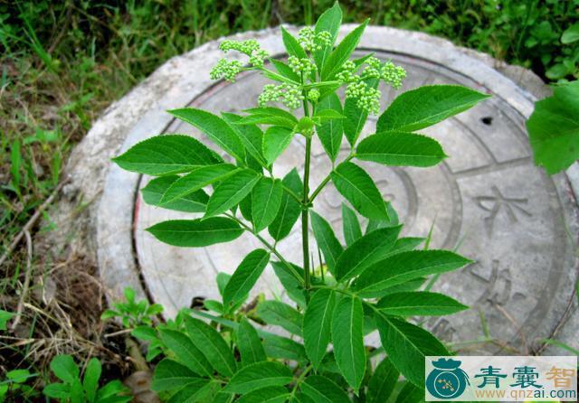 中药材山臭草图片