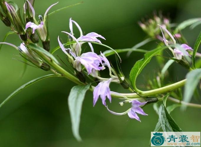 中药材山花菜图片